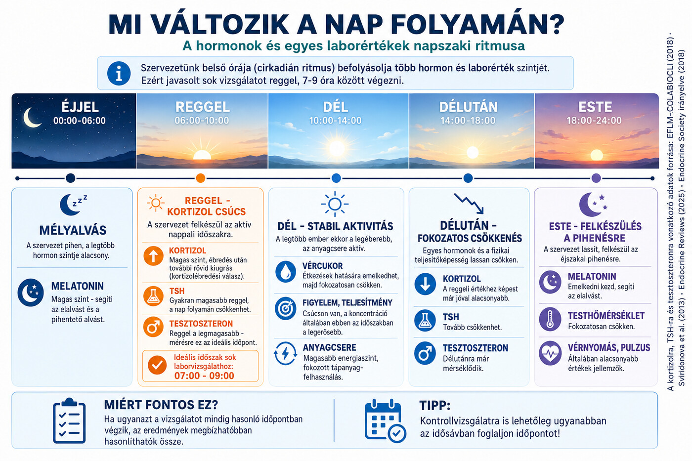 Napszaki ritmus infografika: éjjel, reggel, dél, délután és este — a kortizol reggel csúcsosodik, a TSH és a tesztoszteron reggel magasabb, a melatonin este emelkedik.